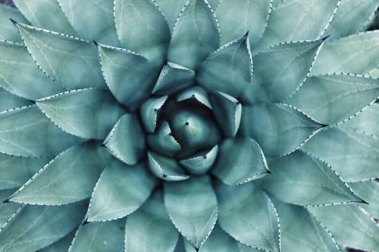 Close up image of a blue succulent