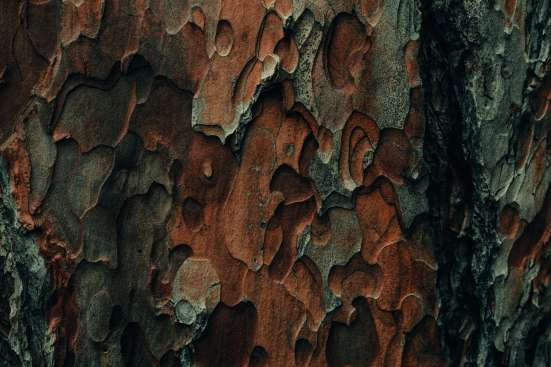 Close up photo of tree bark