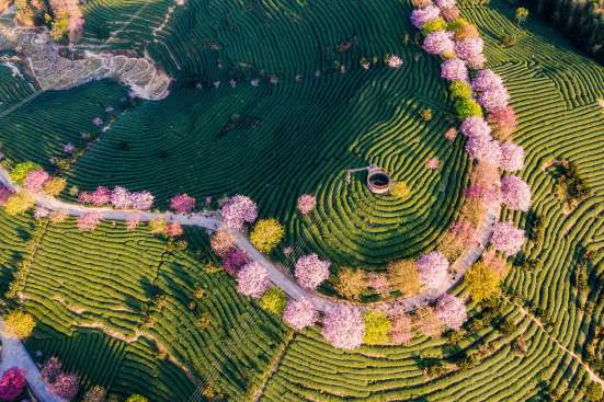 An aerial image of terraced fields and blossom trees