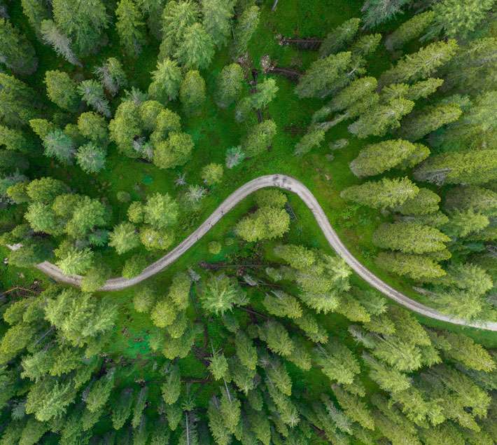 forest and road