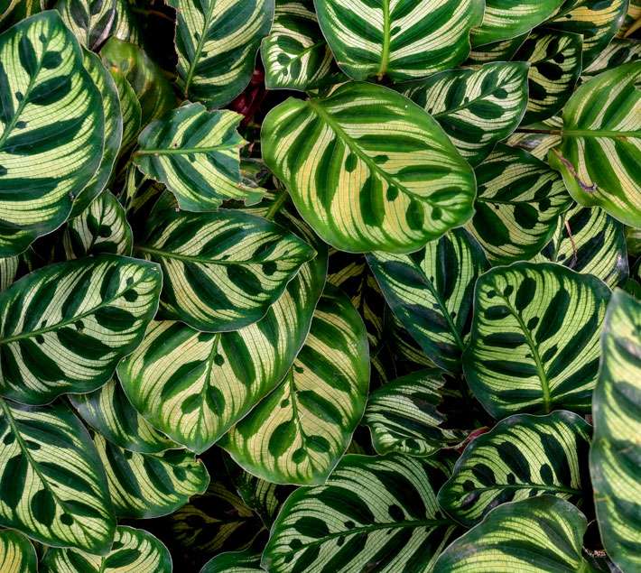 Green and white leaves