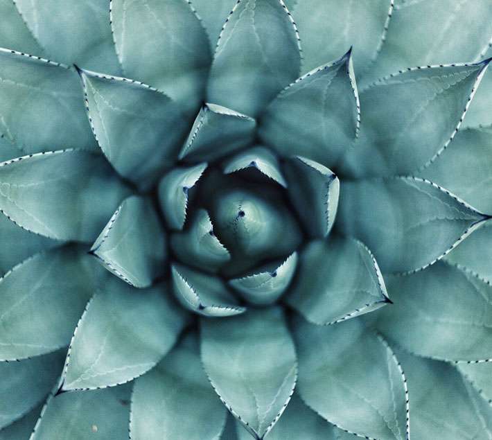 Agave flower