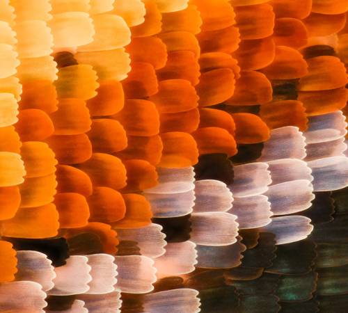 Colourful feathers orange